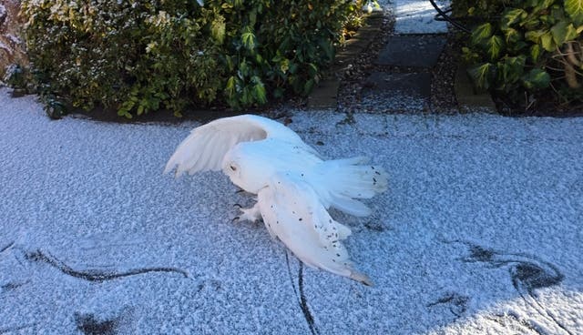 <p>A domestic owl tests the idea of tundra and returns to the warmth of the kitchen  </p>