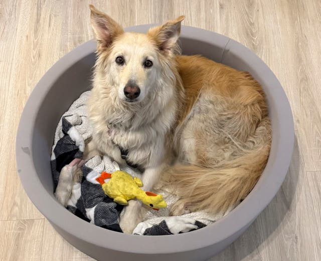 Escaped Dog-Drone Rescue