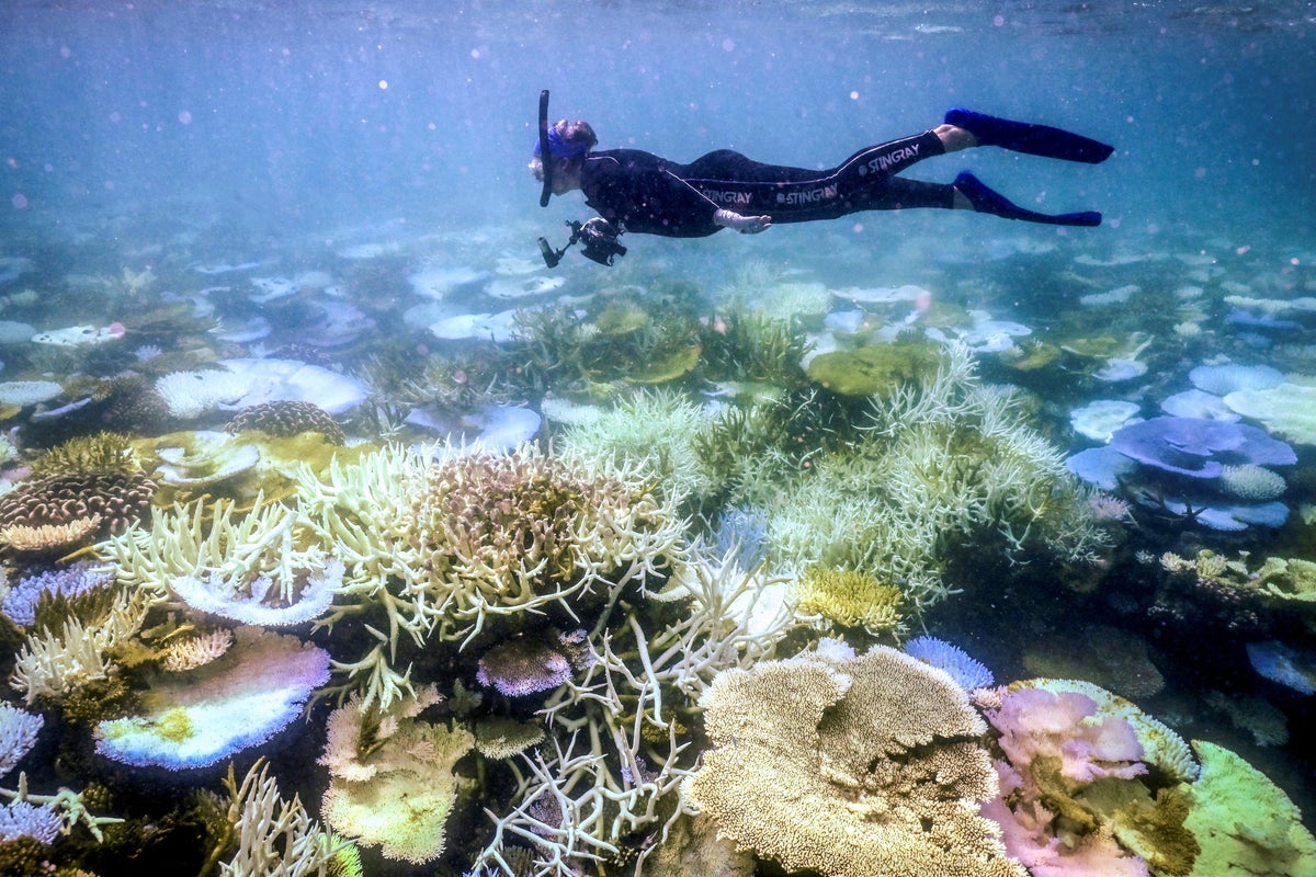 Remains of missing snorkeller washes ashore in western Australia Remains of missing snorkeller washes ashore in western Australia