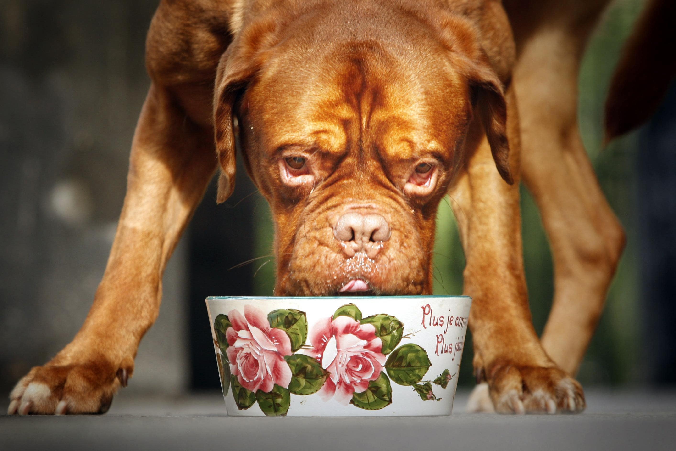 Scientists found dog foods with the highest carbon impact generated up to 65 times more greenhouse gas emissions than those with the lowest (Danny Lawson/PA)