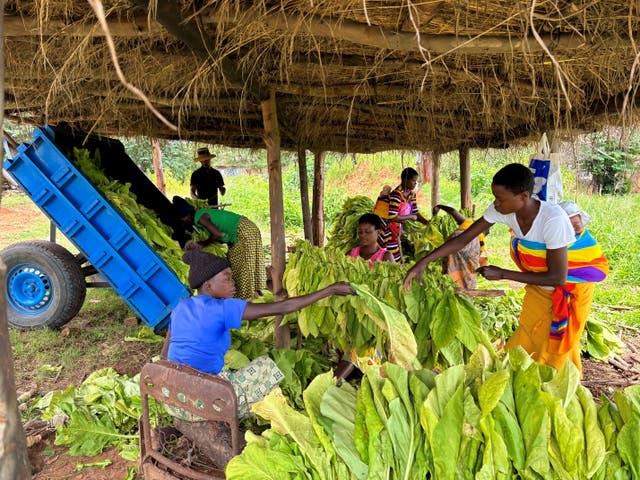 <p>Tobacco sorting at Mr and Mrs Chiwa land reform area farm, in an image captured during fieldwork by the Institute of Development Studies</p>