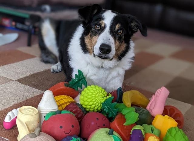 <p>Genius dogs like 11-year-old male Border Collie Bryn are learning words by eavesdropping</p>