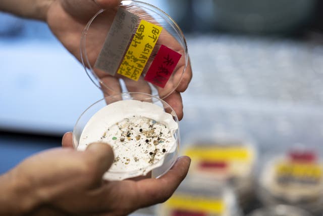 <p>Microplastics in sediment samples collected by a grab machine in the sea near Japan</p>