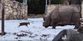 Watch: 13kg deer takes on 1.7-tonne rhino in extraordinary interaction