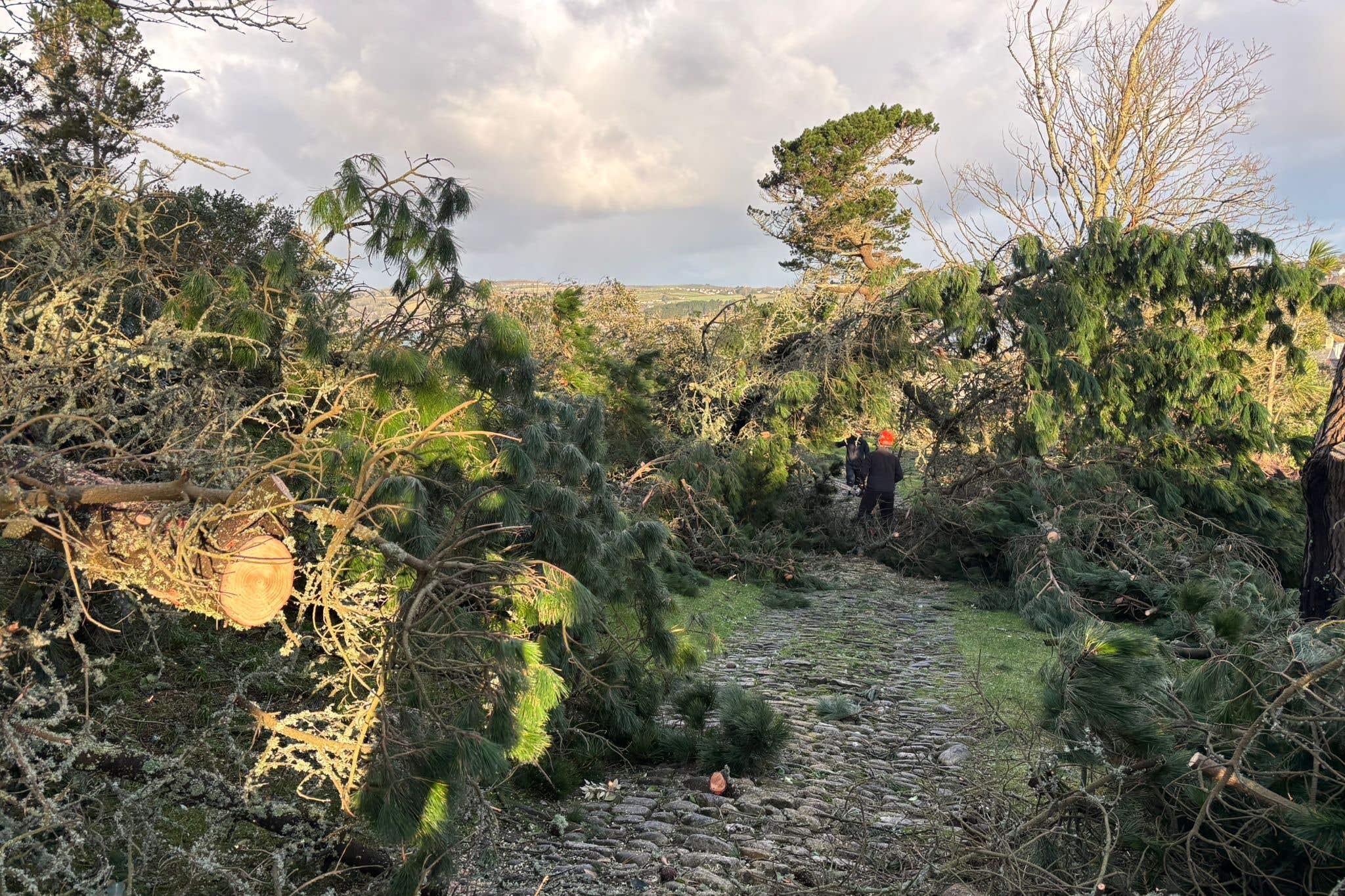 Trees damaged in St Michael’s Mount (Darren Little/PA)