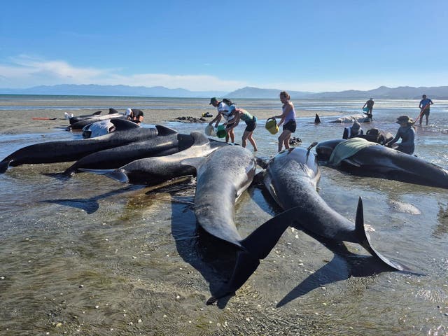<p>People try to rescue a pod of whales stranded at Farewell Spit in New Zealand on 8 January 2026</p>
