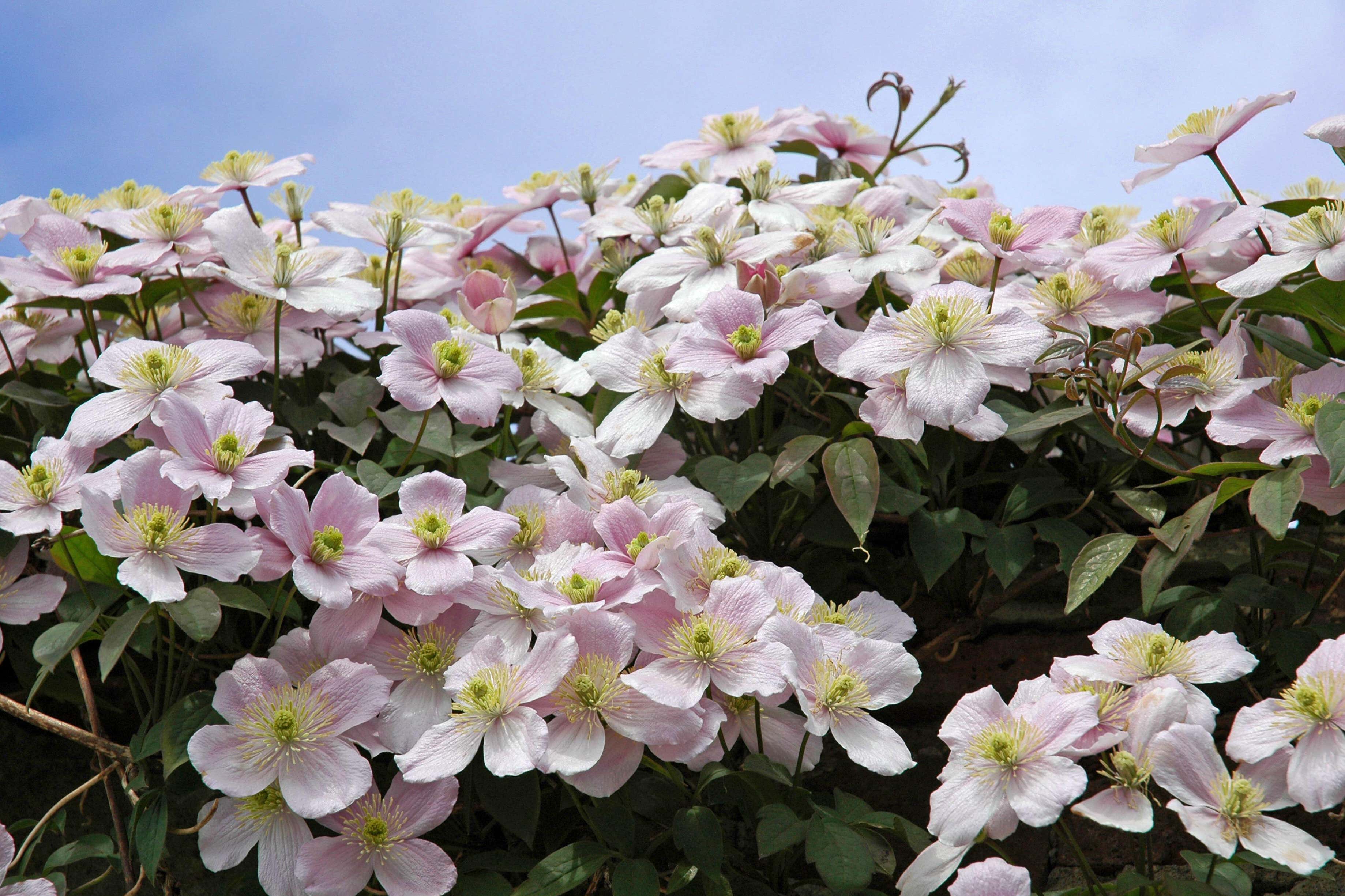 Clematis montana ‘Rubens’