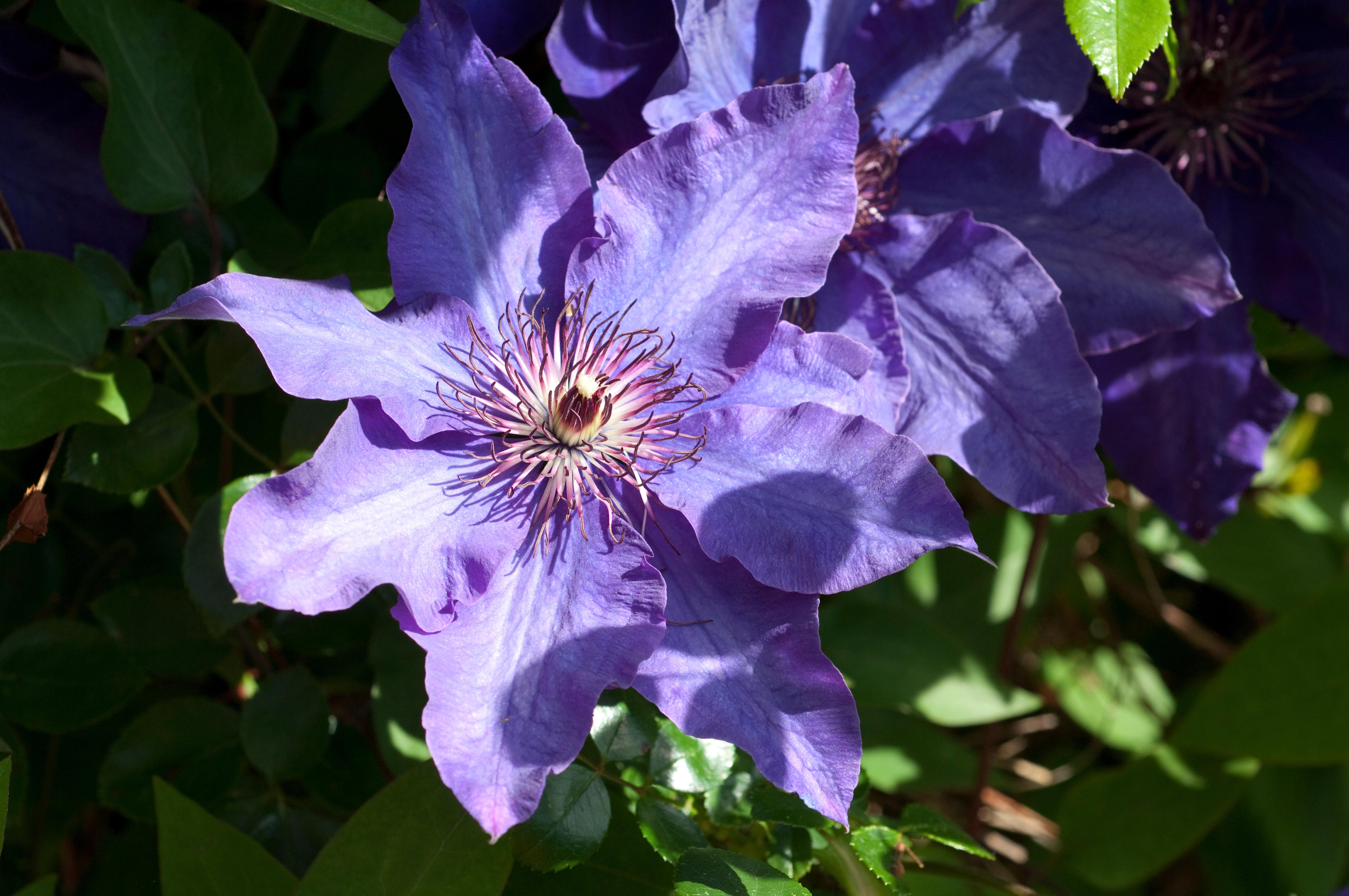 An example of Clematis The President