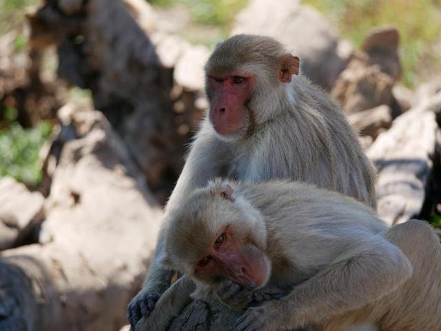 <p>Macaques of Cayo Santiago</p>