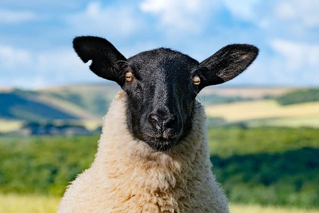 ‘Feeling Sheepish’ by Ian Cairns was highly commended in the South Downs National Park photo competition (Ian Cairns/PA)