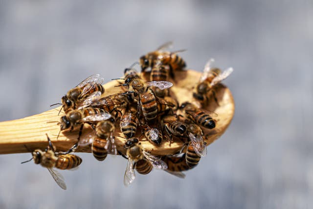 <p>File. Bees swarm a wooden spoon</p>