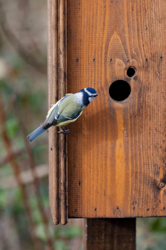 Six ways to help your garden wildlife thrive in the cooler winter ...