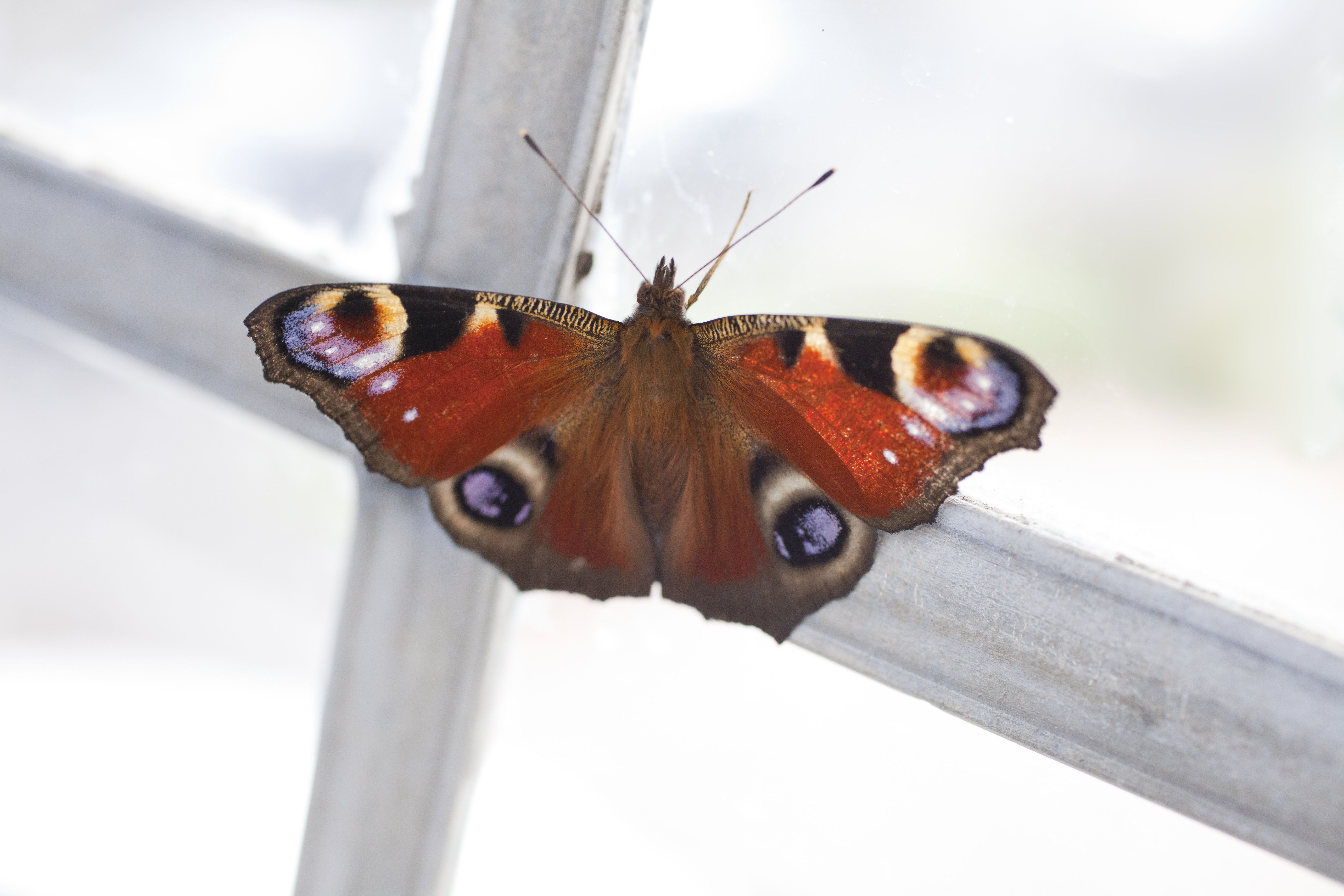 If you find a butterfly or ladybird in your home, let them stay