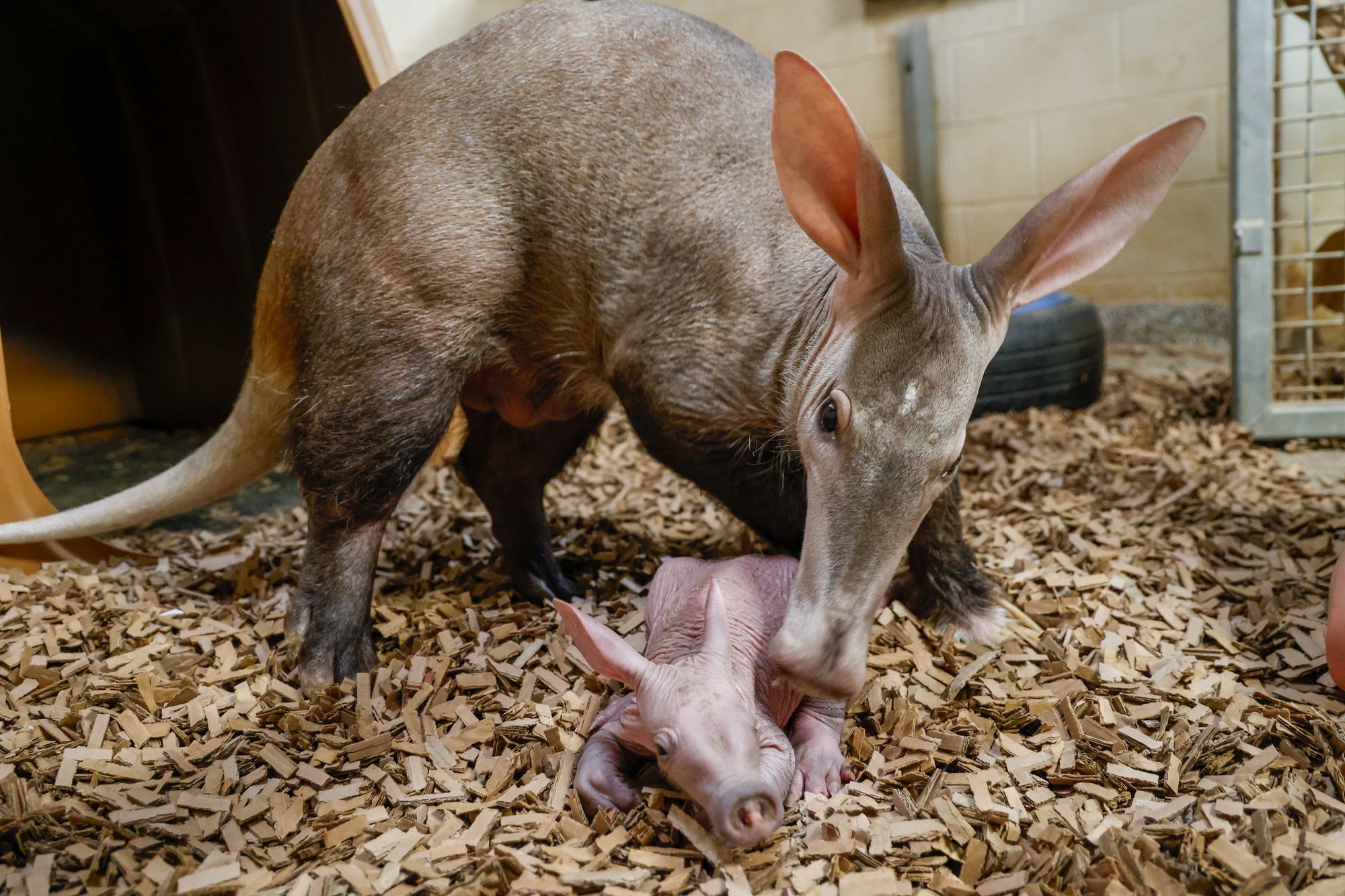 A baby calf and its mother, named Karanga, at the Nashville Zoo. The calf was born on New Year's Day 2026, and is the first calf to be born in an AZA-accredited zoo since 2024
