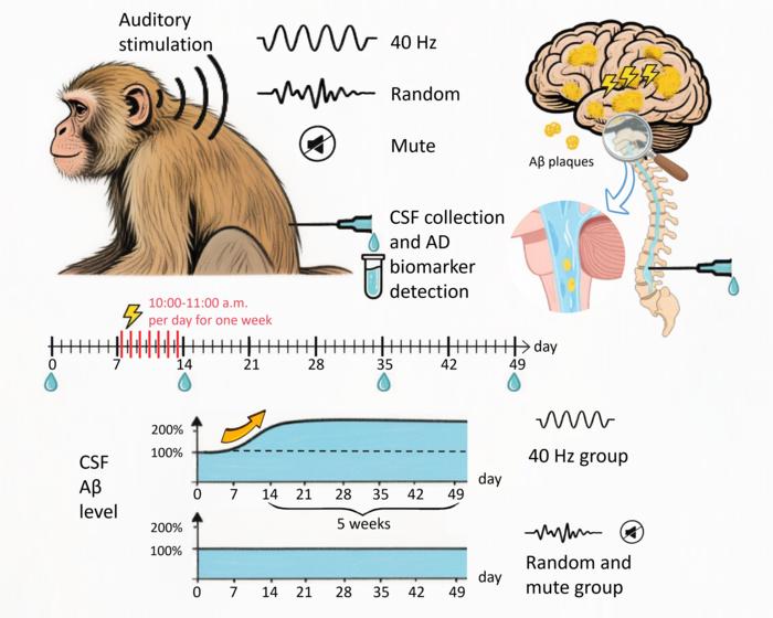 Illustration of 40Hz auditory stimulation of aged monkeys