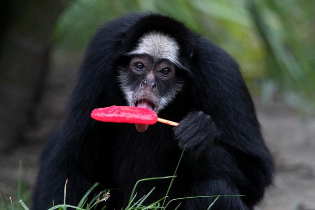 BRASIL-CALOR-ZOOLÓGICO