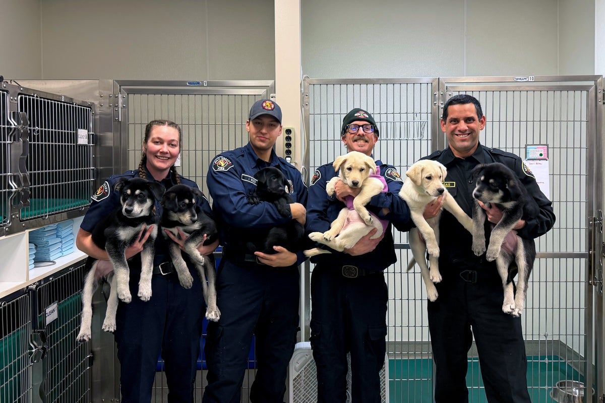 6 puppies treated for a suspected opioid overdose in Washington will find new homes soon – UK Times 6 puppies treated for a suspected opioid overdose in Washington will find new homes soon – UK Times
