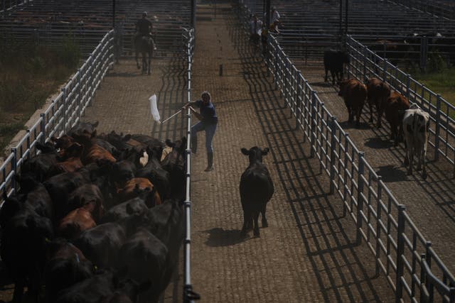 Argentina Cattle Market