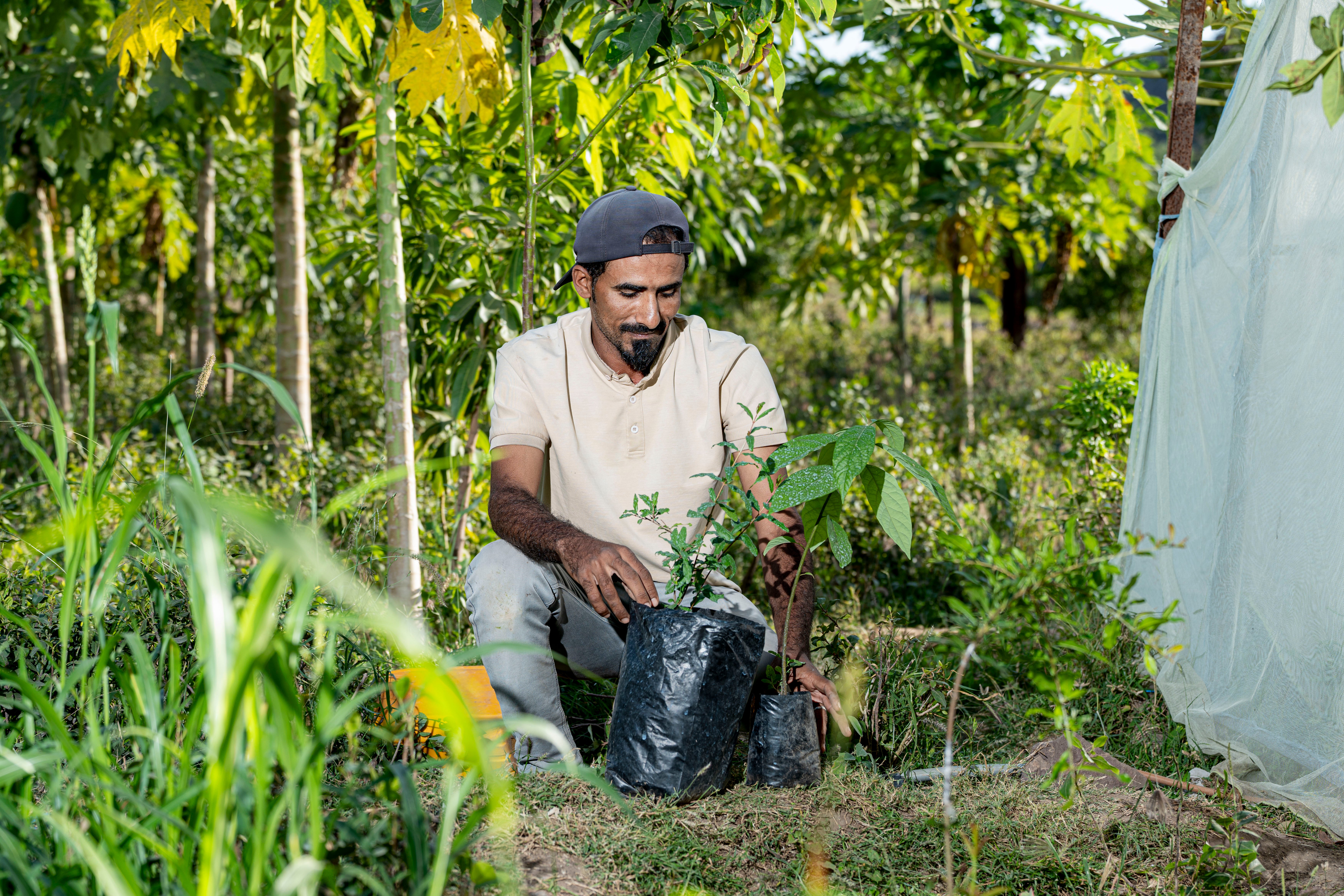 37-year-old Ahmed Mohammed Naji Abdullah, here seen planting saplings, has been struggling to keep the family farm going amid rising temperatures, erratic rainfall, and pests