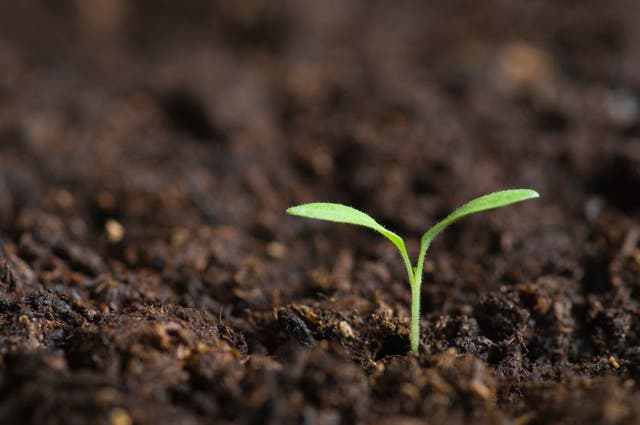 <p>Green shoots?: ‘There may well be a reason for Britain’s beleaguered chancellor to smile, or perhaps to breathe a sigh of relief’</p>