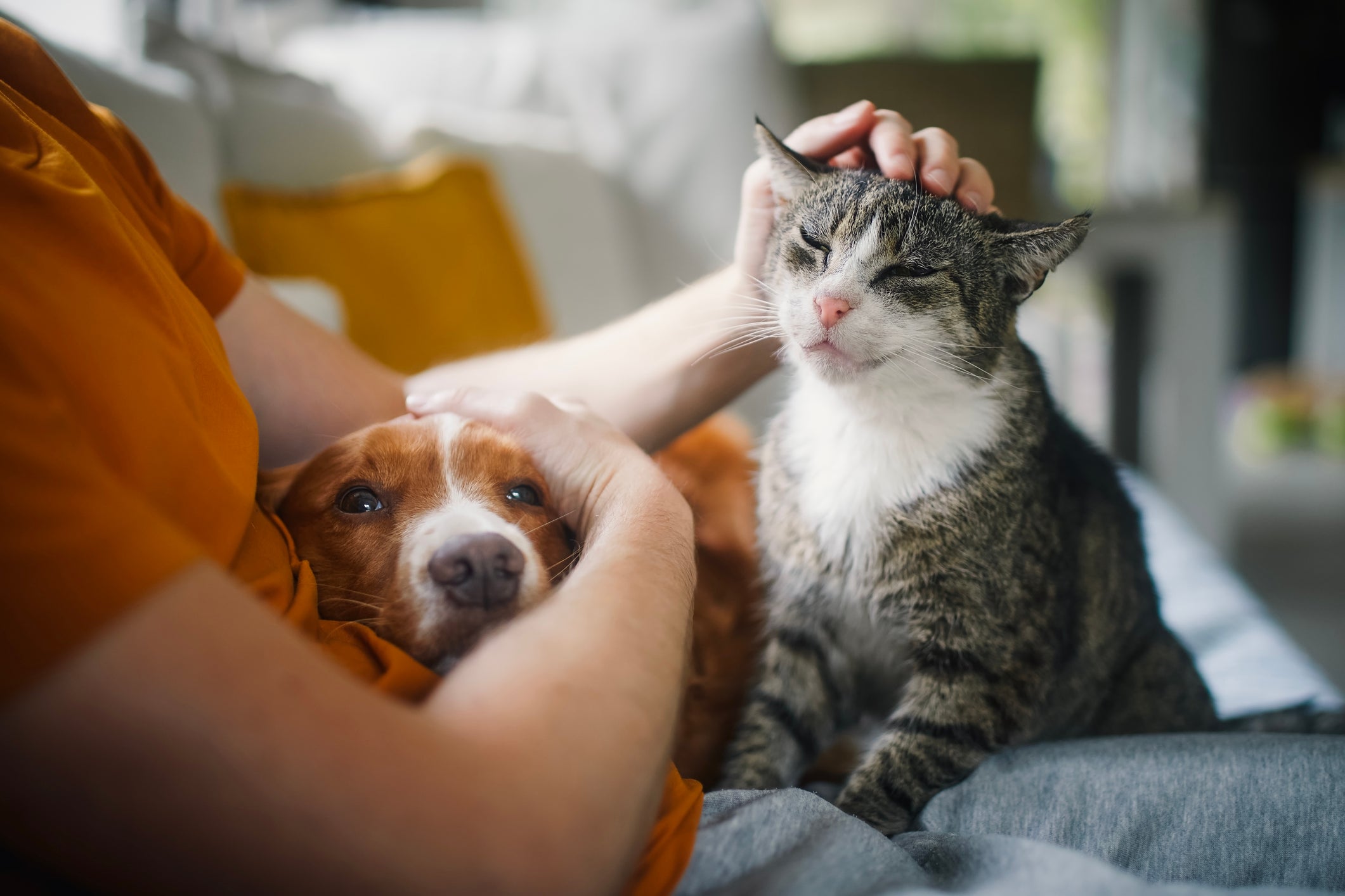 The study estimated that one in 12 cases of PGD in the UK were caused by the death of a pet, despite only around half of adults having pets and pets generally having shorter lifespans than humans