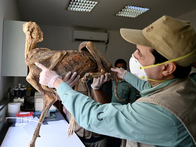 <p>This undated image provided by Communications Earth and Environment shows a researcher examining a mummified cheetah in the lab</p>
