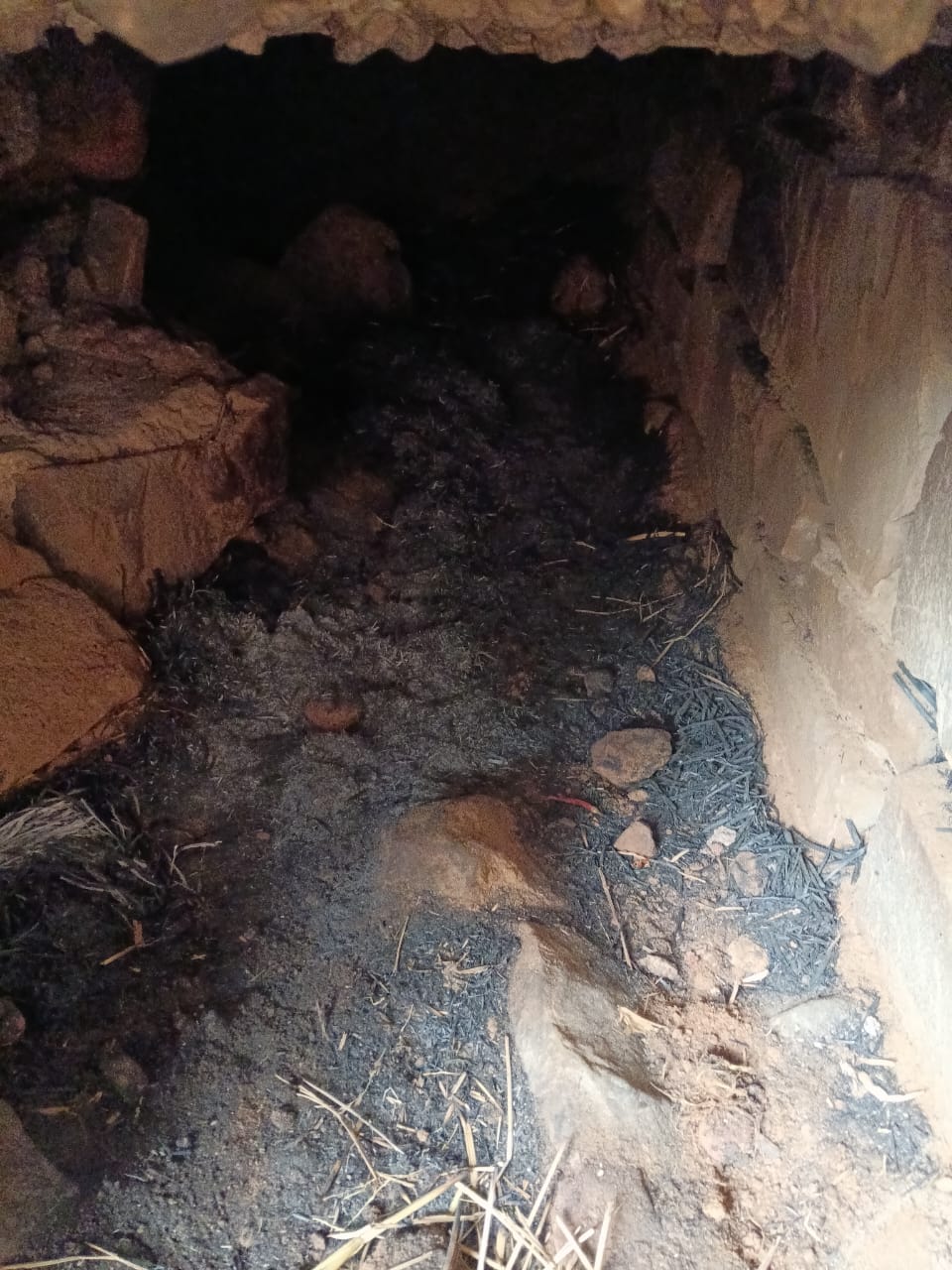 Supplied. Burrow inside bear enclosure where jackal died in the Delhi zoo