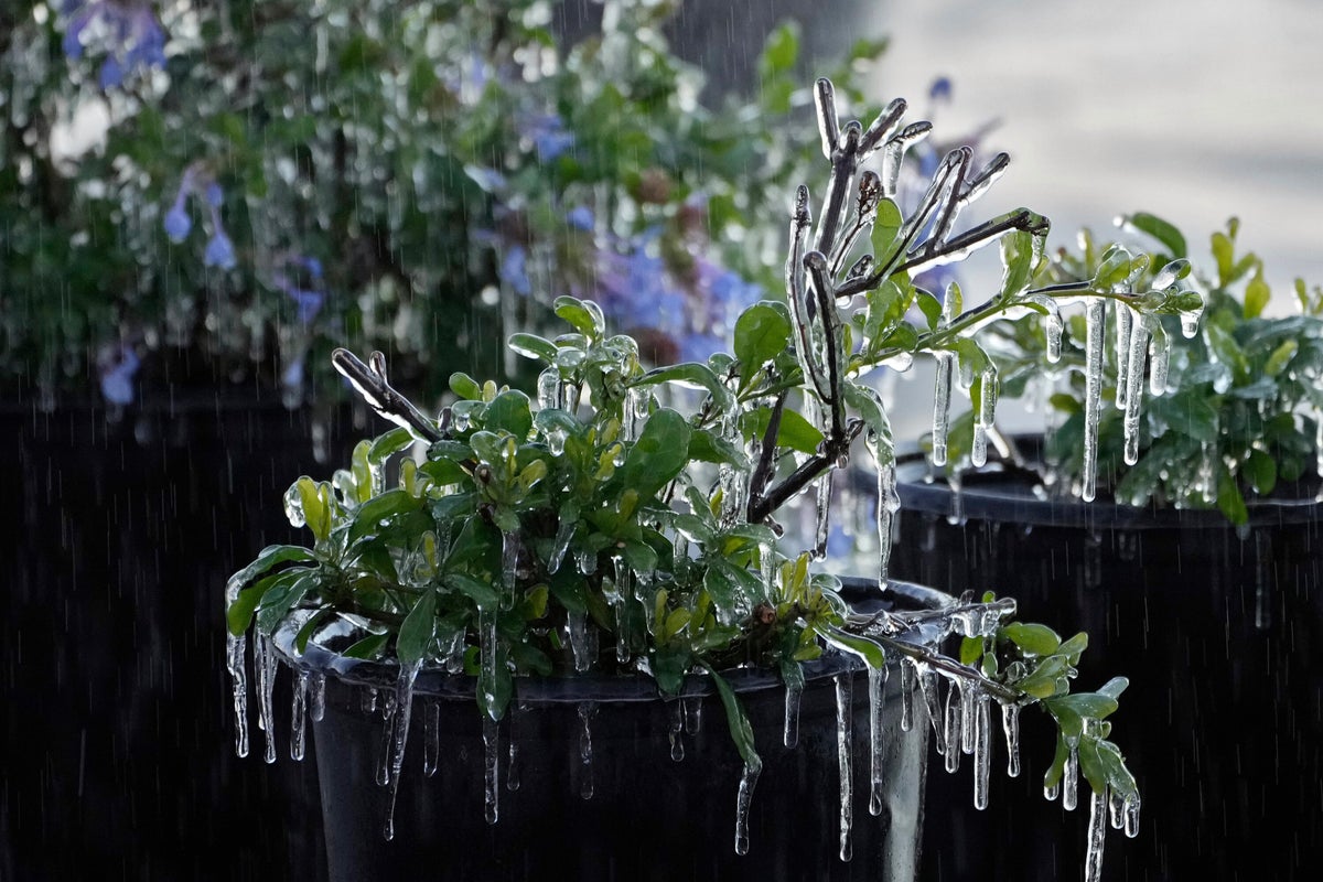 Parts of Florida see snow in unusual winter phenomenon for the Sunshine State