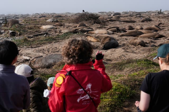 US Elephant Seals