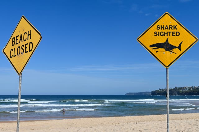<p>Signs reading "Beach Closed" and "Shark Sighted" are put on at Long Reef Beach as authorities close the beach down on September 07, 2025 in Sydney, Australia</p>
