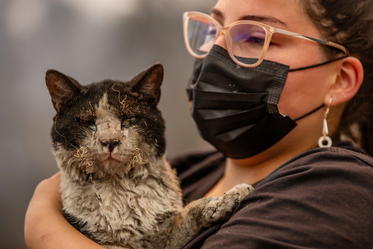 As fires in Chile burn, a mobile clinic fights to save furry survivors