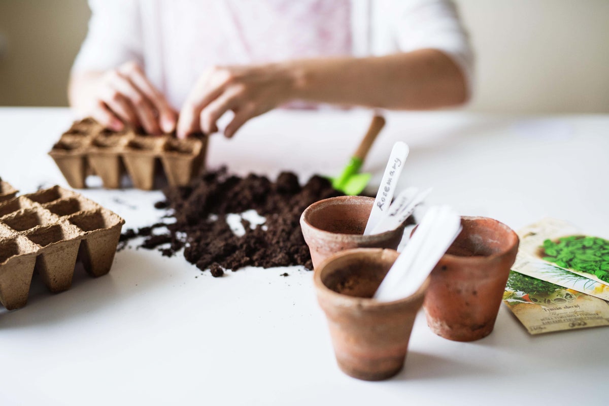 A beginner&rsquo;s guide to sowing seeds indoors