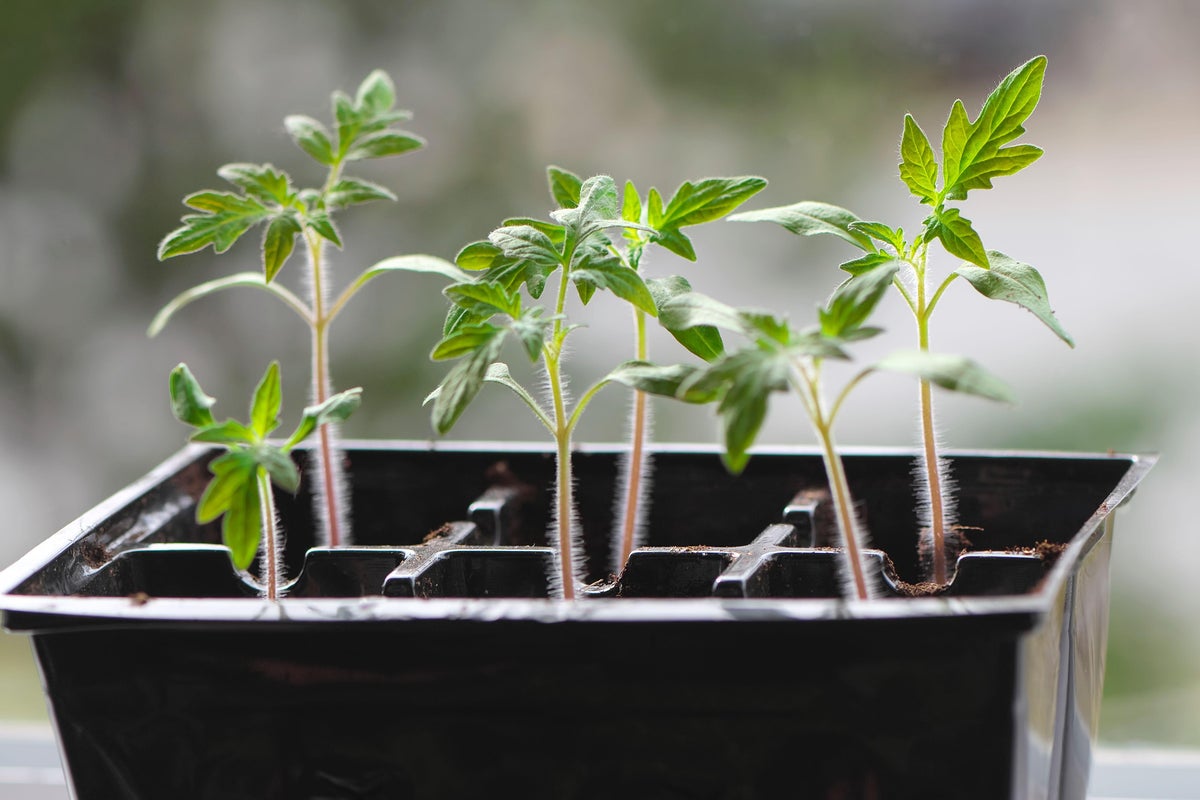How to sow seeds indoors, according to the experts – UK Times