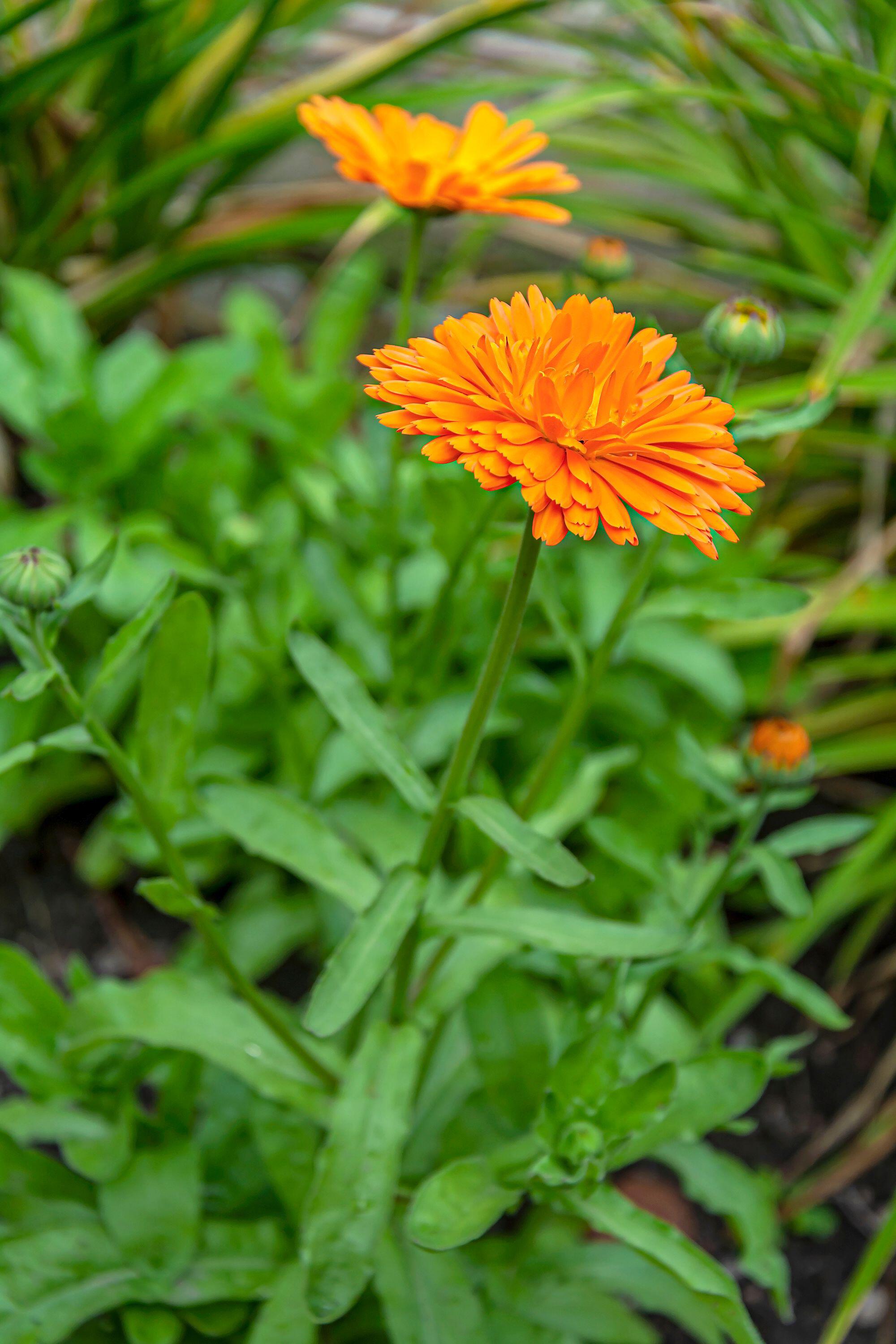 Calendula seeds can be sown now