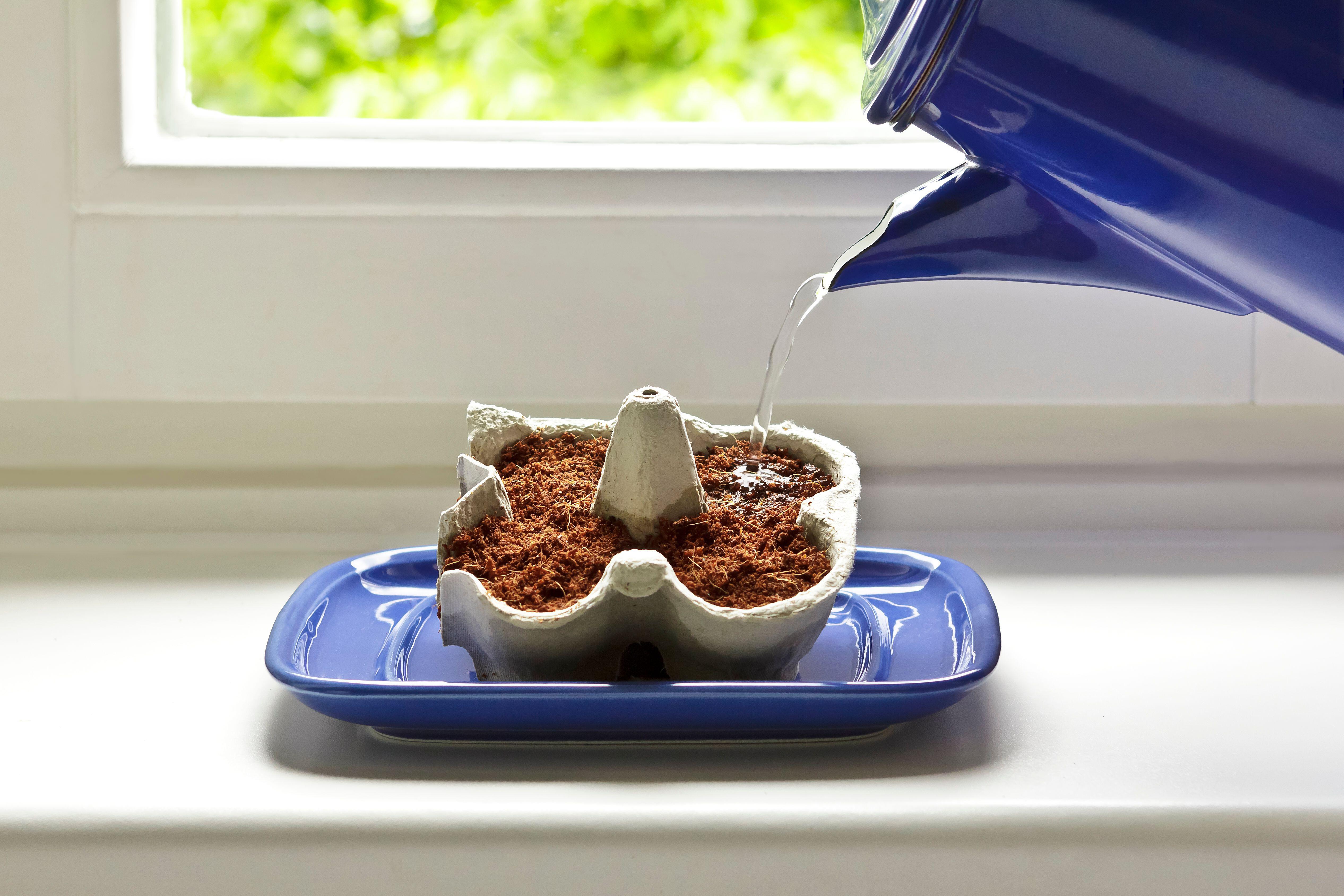 You’ll need water, heat and light in order to successfully grow seeds