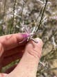 Plant species that was presumed to be extinct reappears after nearly six decades
