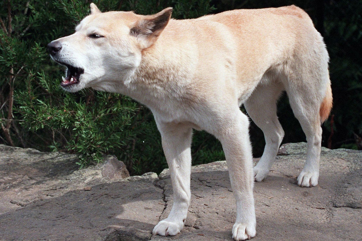 Australia_Dingoes_43443.jpg?width=1200&amp;auto=webp&amp;crop=3:2