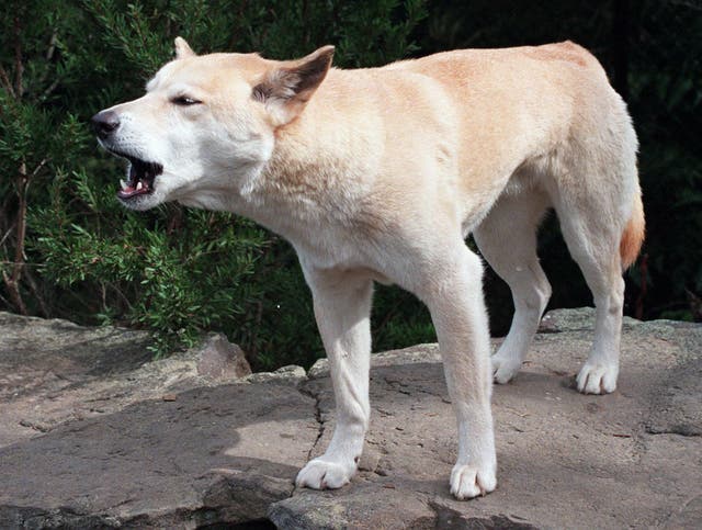 <p>Australia Dingoes</p>