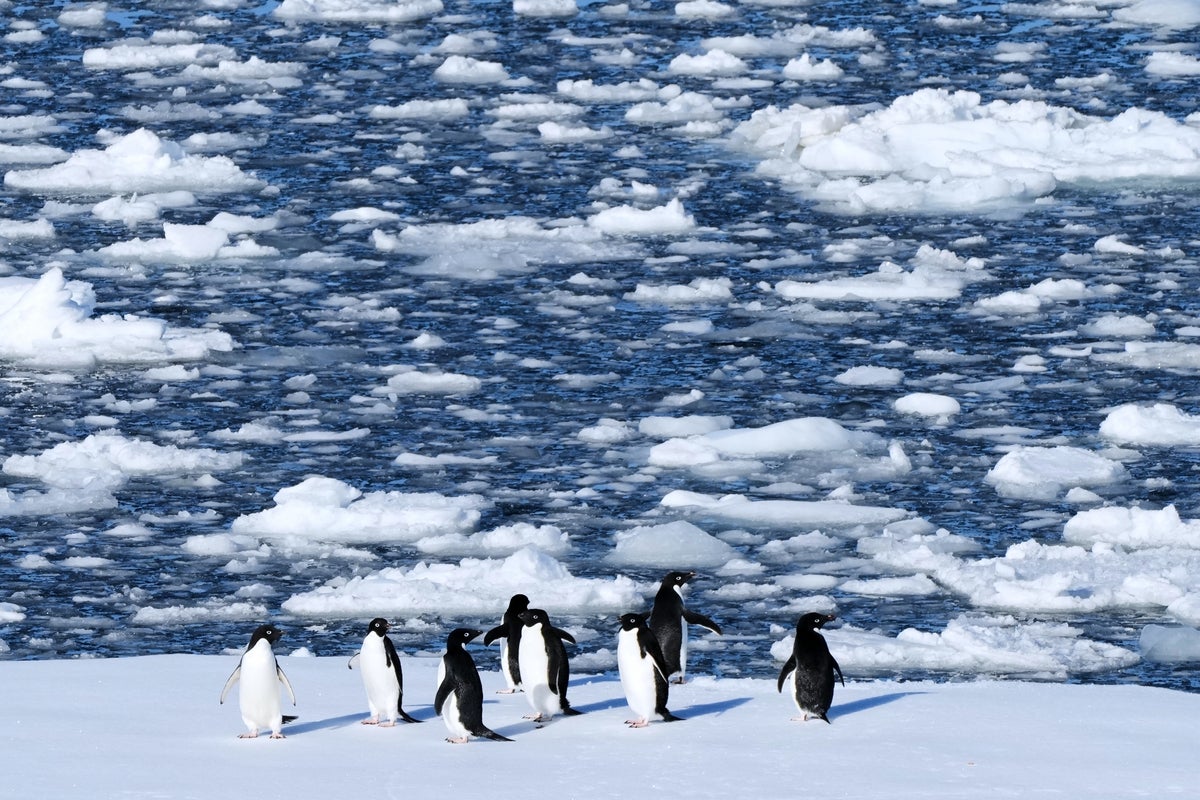 Researchers find Antarctic penguin breeding is heating up sooner, and that's a problem