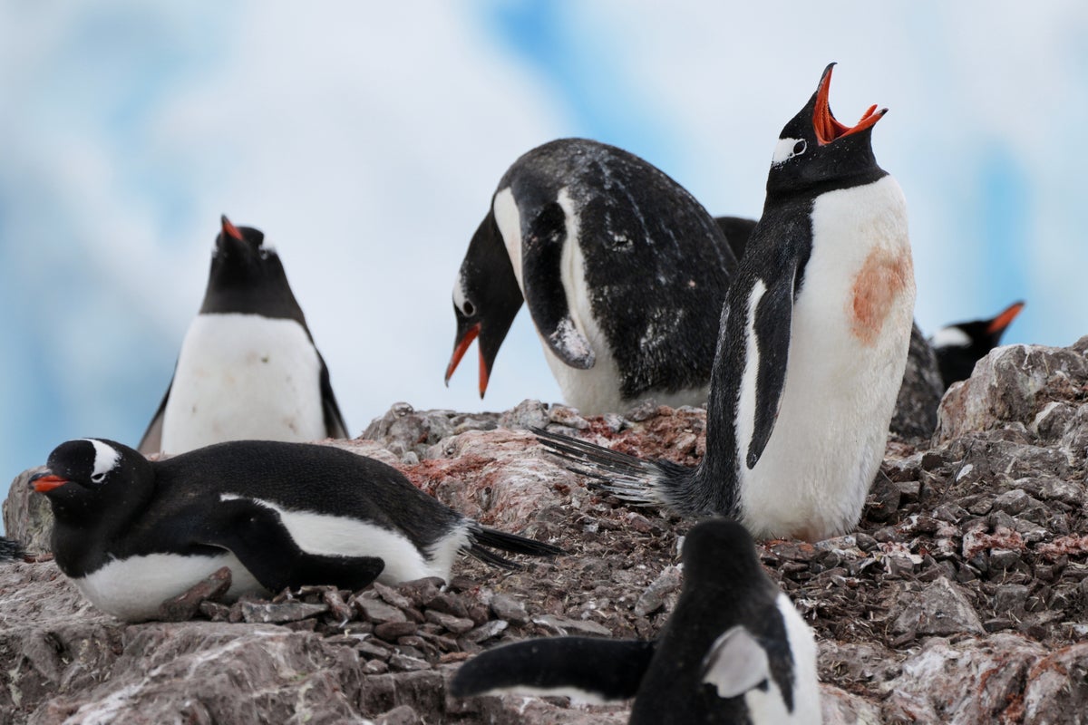 Researchers say Antarctic penguin breeding is heating up. That’s a problem