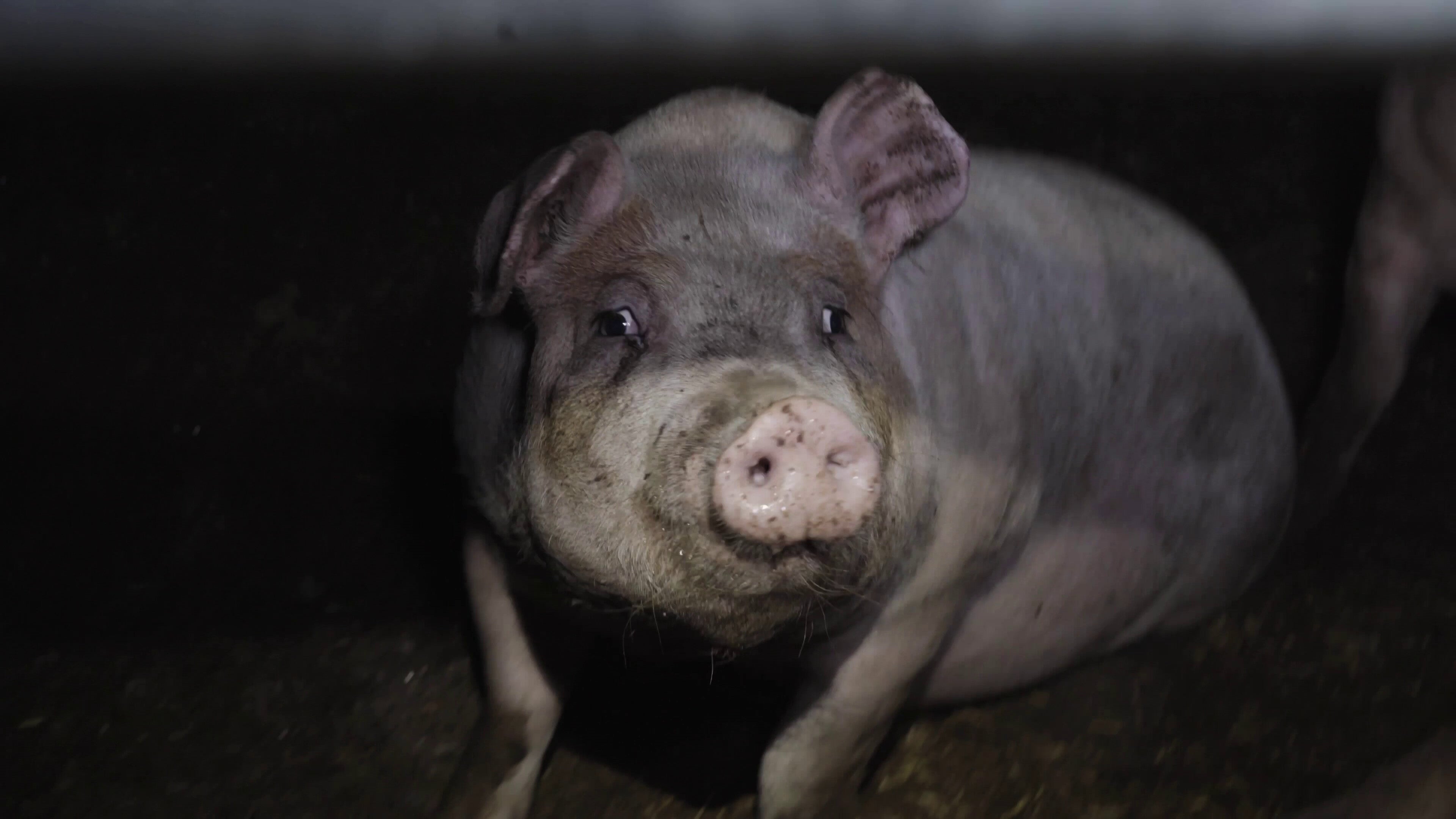 ‘Outdoor-bred’ RSPCA Assured pigs found ‘suffering and lame’ in farm barns