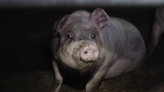 <p>A pig surrounded by darkness at the farm</p>