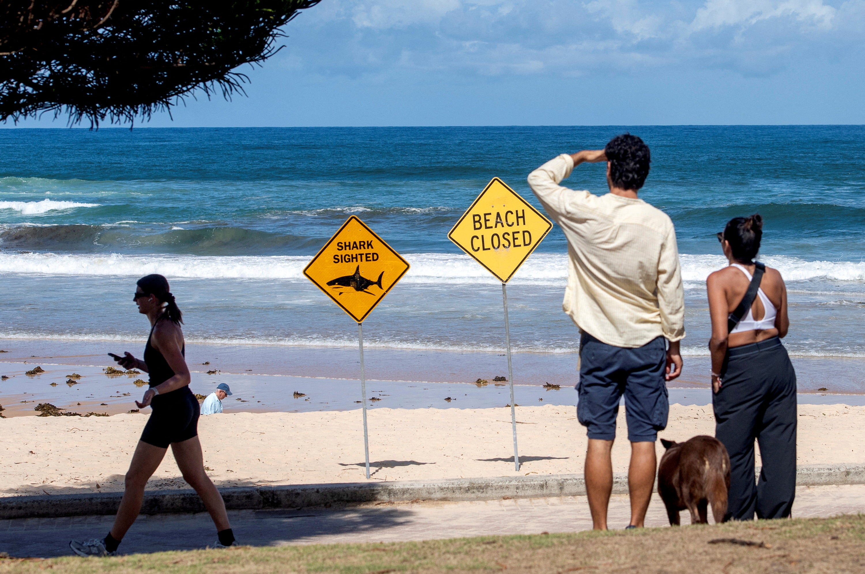 Beaches were closed after recent shark attacks in Sydney