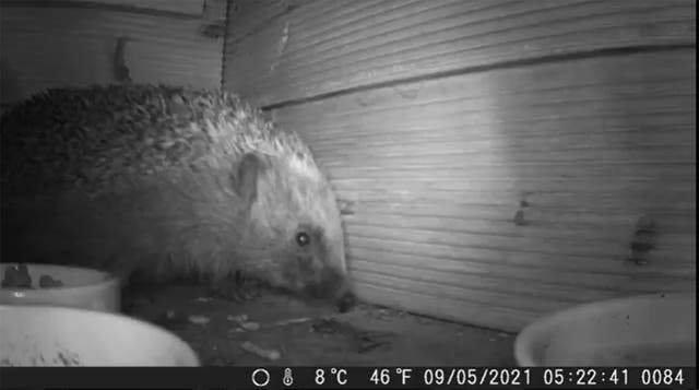 <p>The study shows what hedgehogs were up to in gardens at night</p>