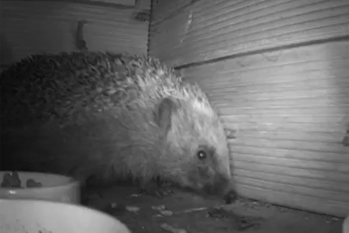 Cameras hidden in gardens show the lives of hedgehogs after dark