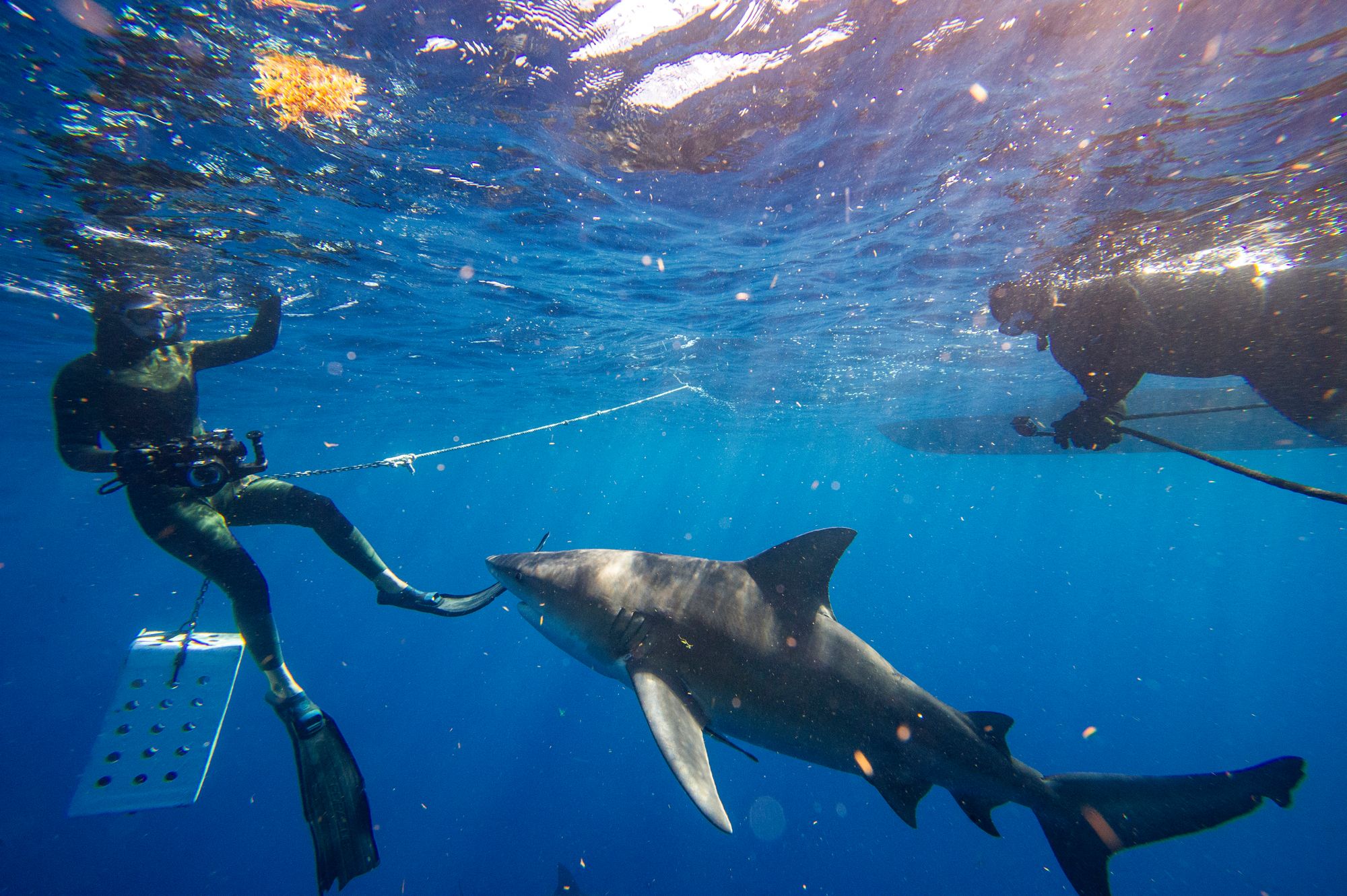 File image: Bull sharks circle a bait box, getting very close to divers, during a shark dive off the coast of Jupiter, Florida