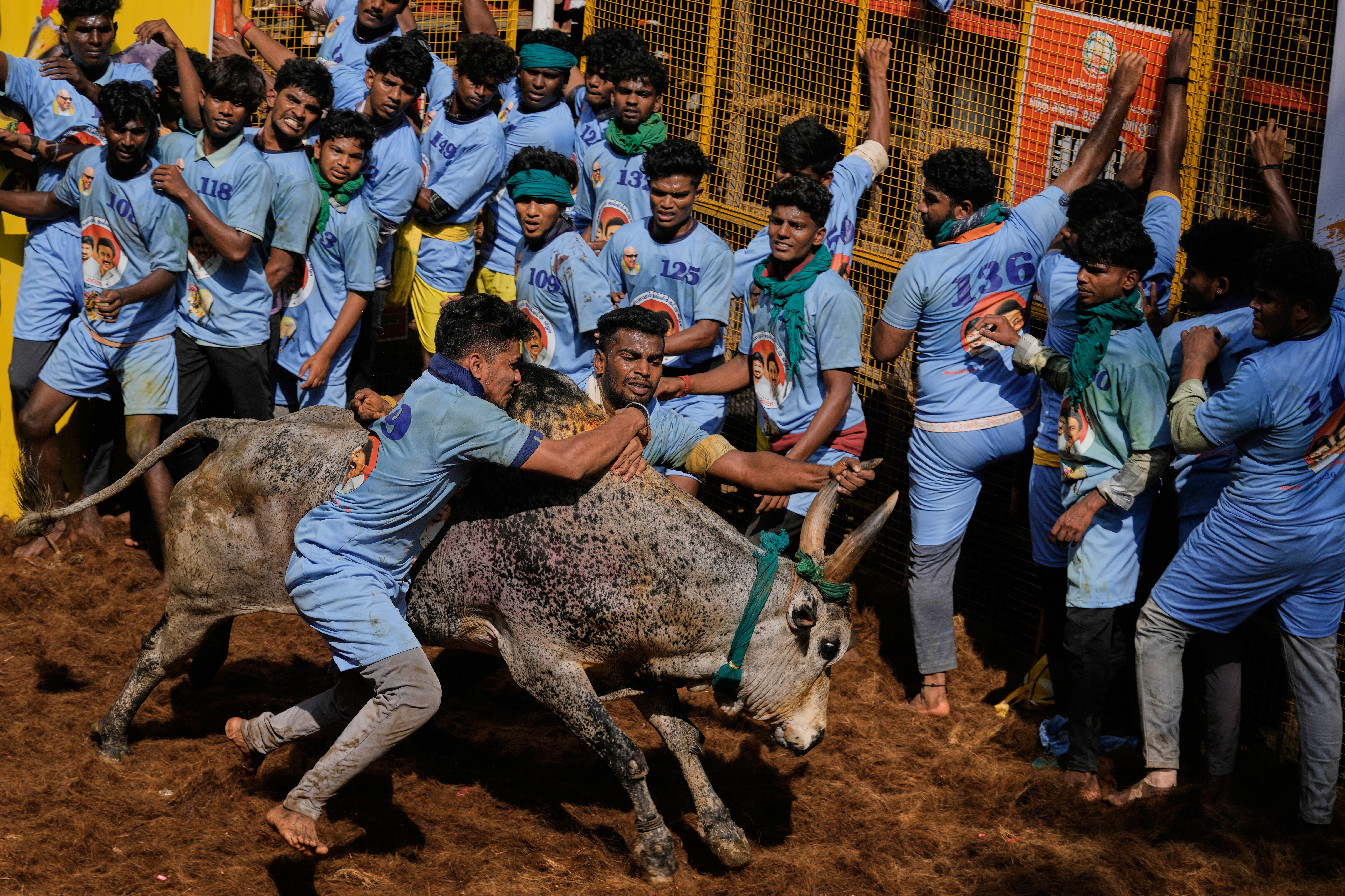 India Bull Festival Photo Essay