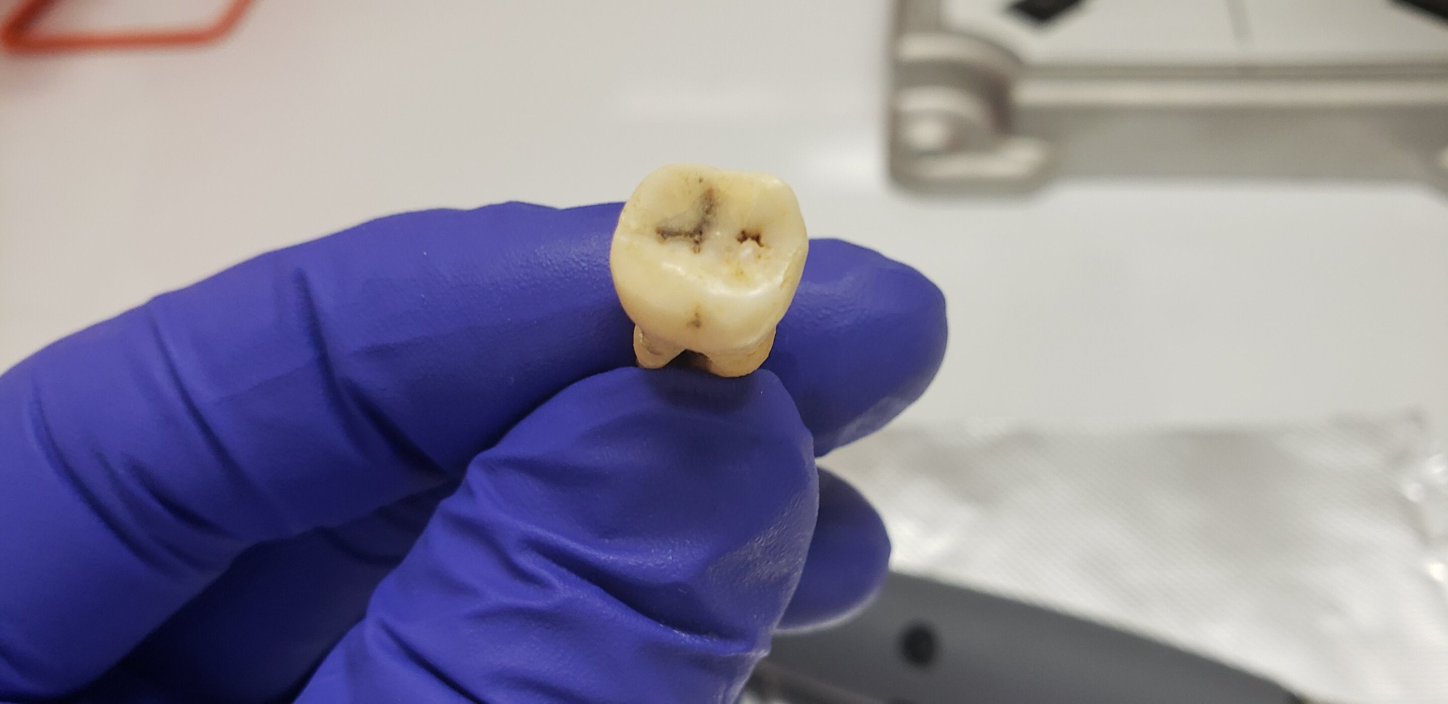 Tooth from the Jerash architectural site