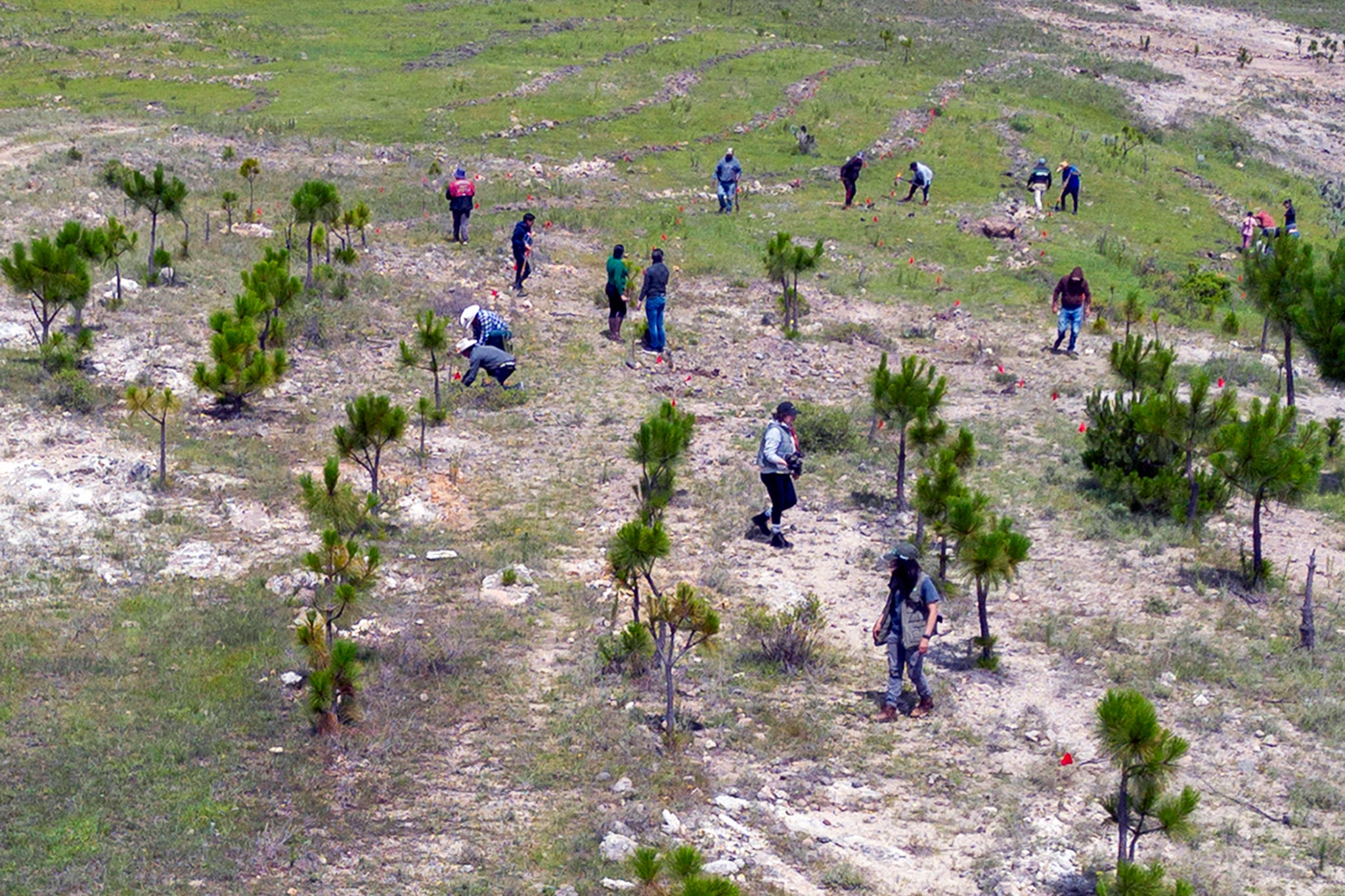 Trees being grown on land as part of Sembrando Vida, Sowing Life