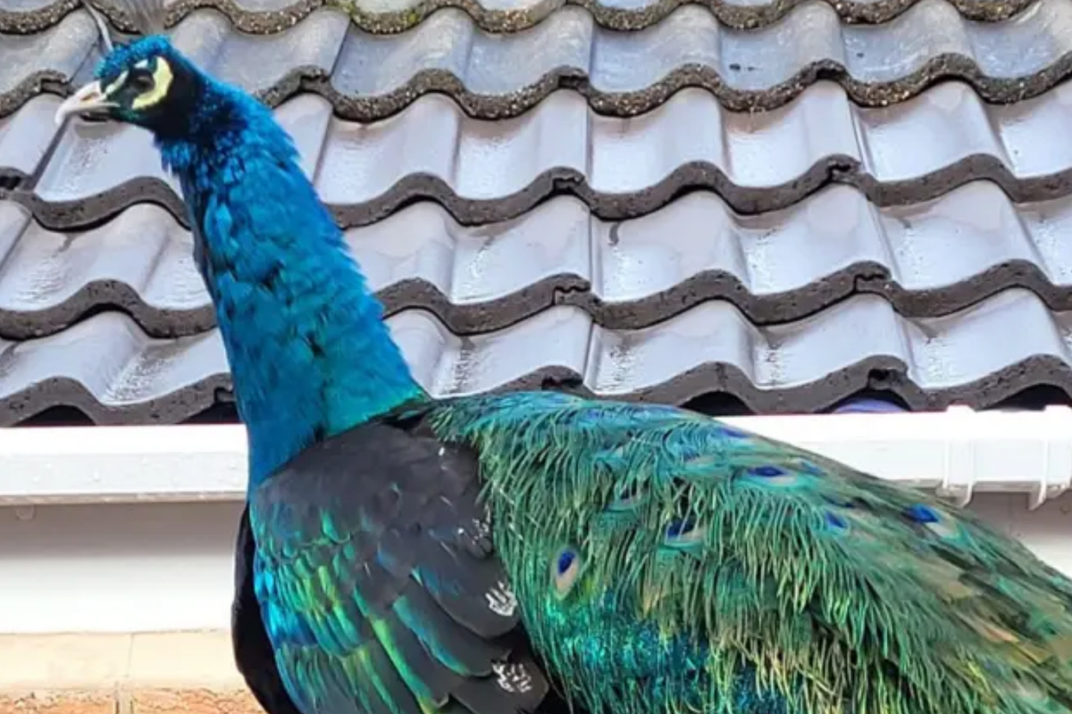How Dave the Peacock became a village icon (and an AI Meme Star)